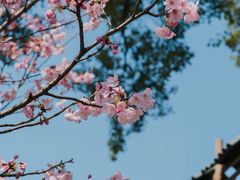 -武汉大学-樱园