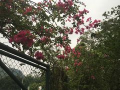 -大埔公路-马料水段香港中文大学(公交站)