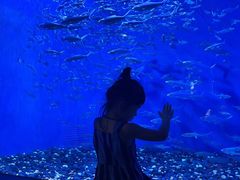 -成都浩海立方海洋公园