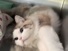 -艾贝尔宠物诊疗