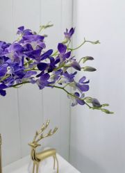 -白月光皮肤管理·德国LDM