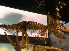 -贝林大翅鲸简餐厅(国家海洋博物馆店)