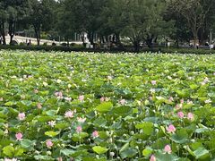 -荔湾湖公园