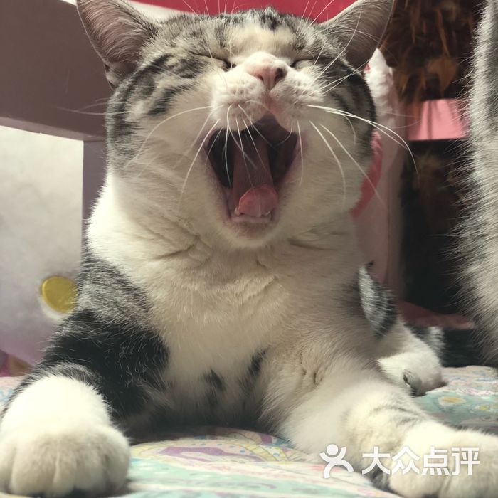 鼓捣猫呢咖啡馆儿·猫主题咖啡