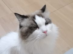 -唐小姐の私宠·宠物洗护美容·撸猫馆·购宠(周浦万达旗舰店)