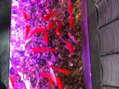 -颐朵佳宴(金丰商业广场店)