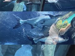 -杭州长乔极地海洋公园