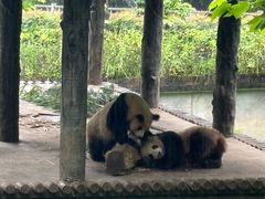 -中国大熊猫保护研究中心雅安碧峰峡基地
