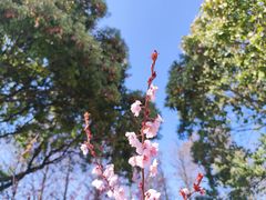 -贡湖湾湿地公园