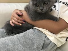 -lincat·猫舍(广州店)