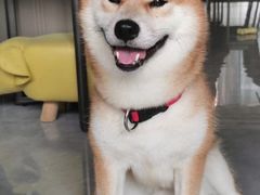 -萌宠之家·腊肠犬·马尔泰·小体犬舍