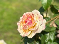 -朝阳公园