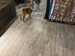 -百好乐宠物友好餐厅(朝外大街店)