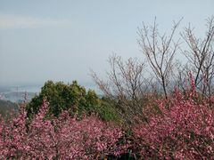 -香雪海