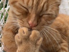 -喵屿·大理花园猫咖