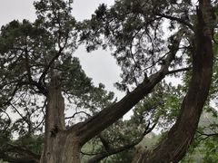 -北京上方山国家森林公园