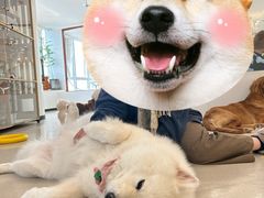 -共舞时光猫咖·狗咖(新街口店)