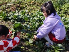 -樂桃源奉贤黄桃种植采摘基地