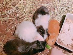 -藦茜花园宠物主题亲子互动体验馆(国顺东路店)
