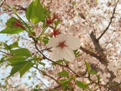 -古柏渡丰乐樱花园