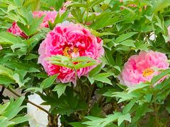 -莲花池公园