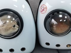 -嘉美宠物医院
