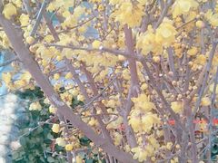 -三圣花乡旅游区