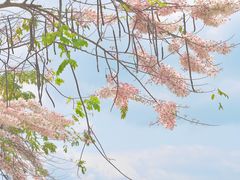-深圳国际园林花卉博览园