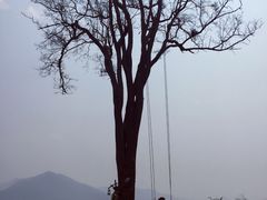 -大树秋千