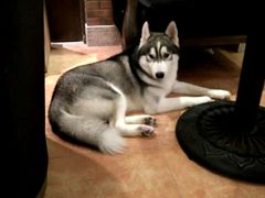 -more than meow吴止猫主题餐厅(承德 中船汇店)