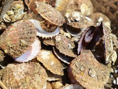 -蚝堡海鲜·威海菜·海肠捞饭·烧烤·亚洲吃蚝公司(幸福门店)