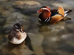 -朝阳公园