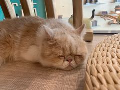 -飞行喵MR PILOT|猫舍·猫咖(静安大融城店)