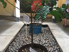 -巴厘岛黄金金兔咖啡工厂