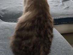 -芭比堂动物医院·犬猫全科·异宠专科(雁塔分院)