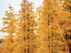 -白鹭湾湿地公园