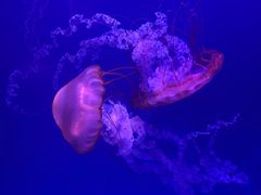 -海合安武汉极地海洋公园