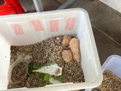 -溪岸路花鸟市场