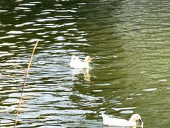 -莲湖公园