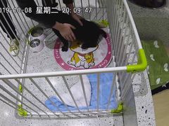 -電力宠物公司(武定路店)