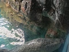 -大阪海游馆
