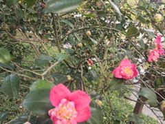 -深圳国际园林花卉博览园