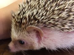 -藦茜花园宠物主题亲子互动体验馆(国顺东路店)