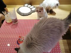 -滚猫咖啡·猫咖·猫友好撸猫(未来城店)