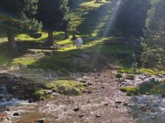 -新疆那拉提国家旅游度假区