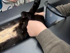 -凯瑞希宠物医院·狂犬免疫·微创·皮肤科