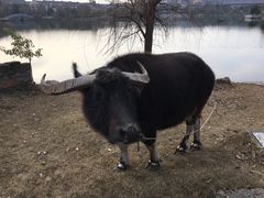 -杏花村文化旅游区