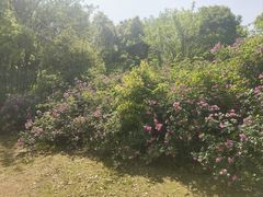 -同里国家湿地公园