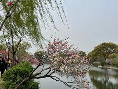 -无锡蠡湖国家湿地公园-蠡园