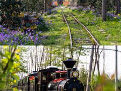 -合肥滨湖国家森林公园